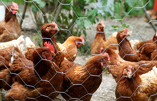 información sobre el uso de malla electrosoldada en gallineros